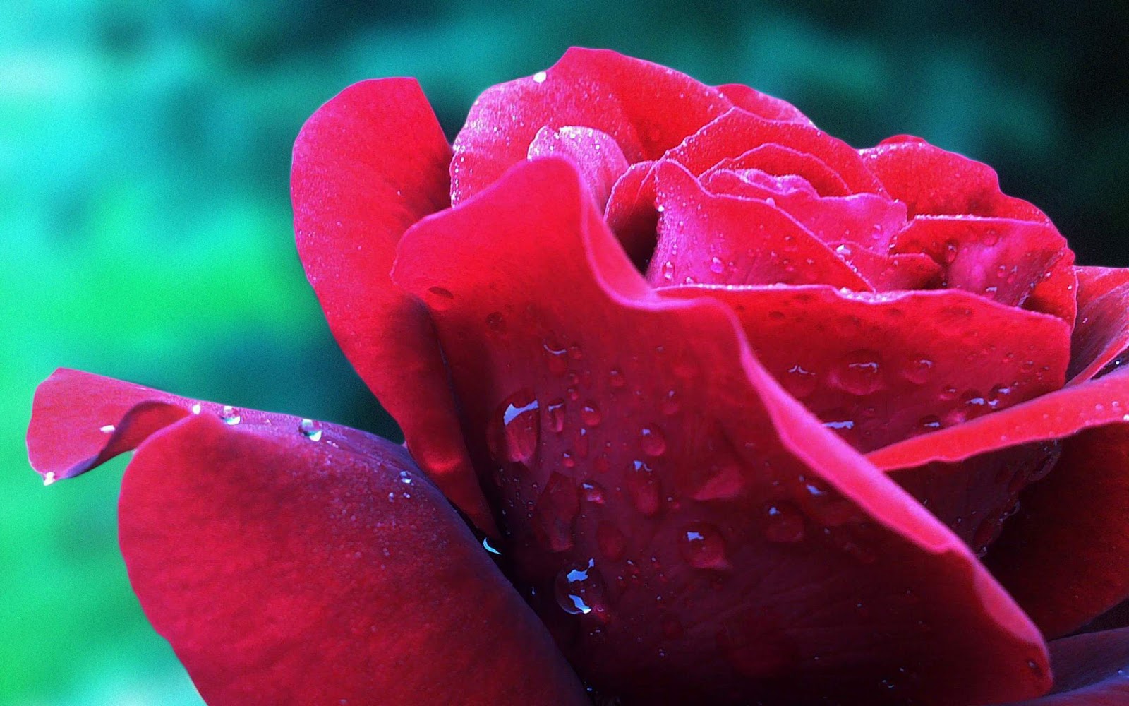 Imagage Pink Rose Close Up Nature Wallpaper Your Computer Laptop Imagage Pink Rose Close Up Nature Wallpaper Your Computer Laptop